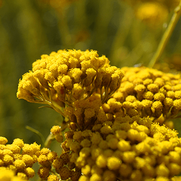 Extrait Huileux d&rsquo;Immortelle