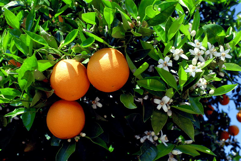 Huile essentielle d'orange douce