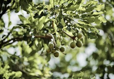 ingredient beurre de karite