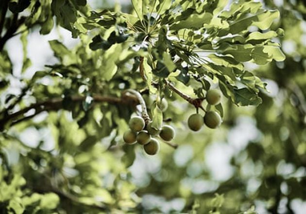 ingredient beurre de karite