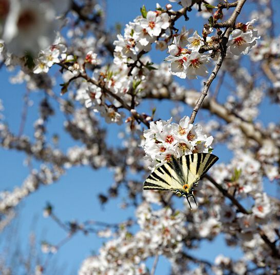biodiversite