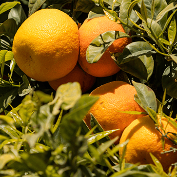Mandarine japonaise