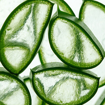 Extrait d&rsquo;Aloe Vera