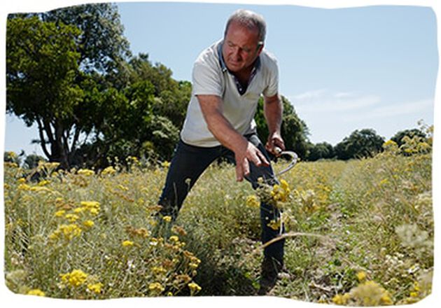 98 producteurs et plus de 10 000 cueilleurs