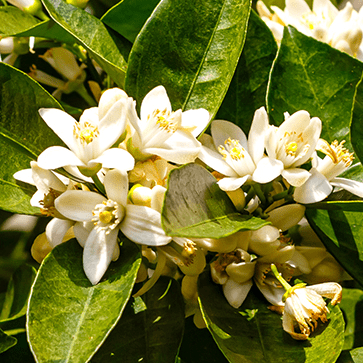 Enfleurage Parfumant de Fleur d'oranger
