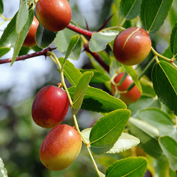Perles de Jojoba