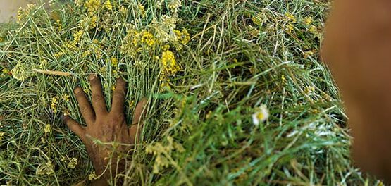 agriculture immortelle