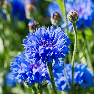 Eau Florale de Bleuet