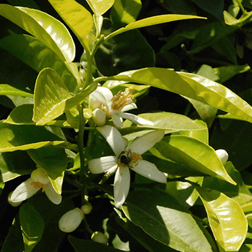Eau Florale de Fleur d'Oranger