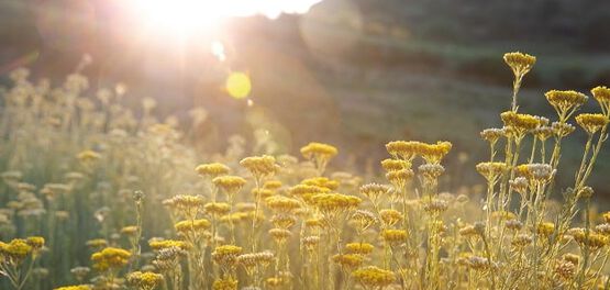 immortelle bienfaits