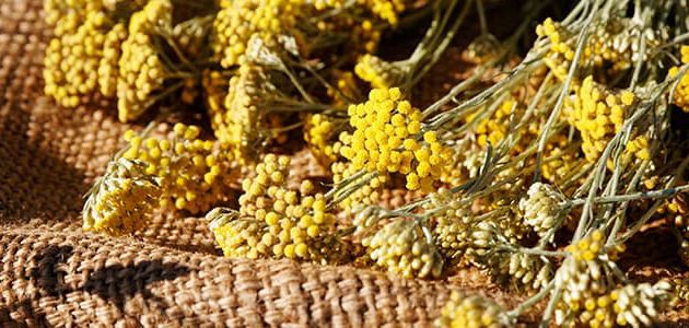 zoom fleur immortelle