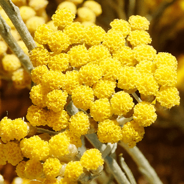 Eau Florale d&rsquo;Immortelle
