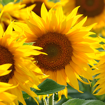 Extrait de Tournesol aux C&eacute;ramides V&eacute;g&eacute;taux