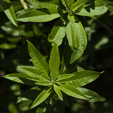 Extrait de Feuilles de Verveine