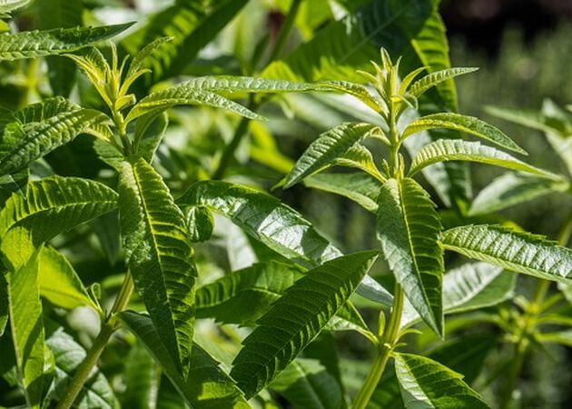 ingredient verveine
