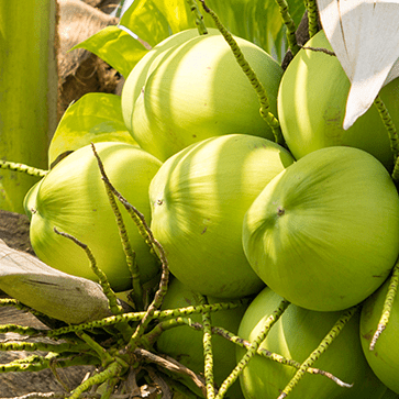 Huile V&eacute;g&eacute;tale de Noix de Coco