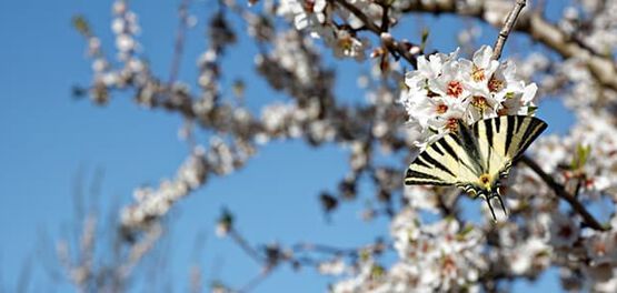 papillon amandiers