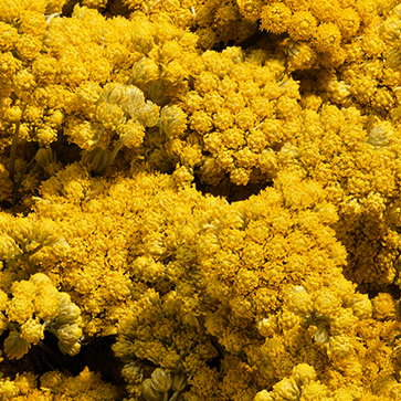 Huile Essentielle d&rsquo;Immortelle
