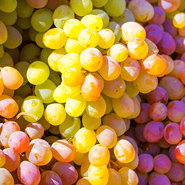 Huile V&eacute;g&eacute;tale de P&eacute;pins de Raisin