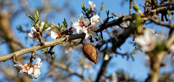 amande fleurs