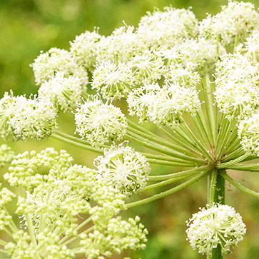 huiles Essentielles de Semences et Racines d'Ang&eacute;lique