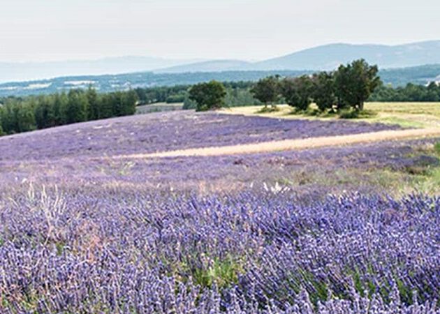 lavande