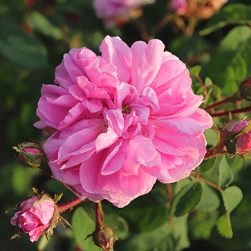 Eau Florale de Rose aux Cent Feuilles
