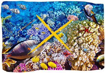 Plus de la moiti&eacute; des r&eacute;cifs coralliens du monde ont disparu au cours des 30 derni&egrave;res ann&eacute;es.