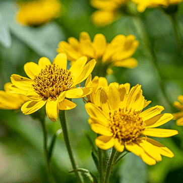 Extrait de Fleur d'Arnica