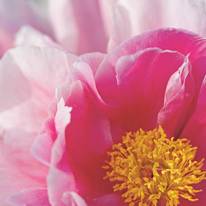 Florale et g&eacute;n&eacute;reuse