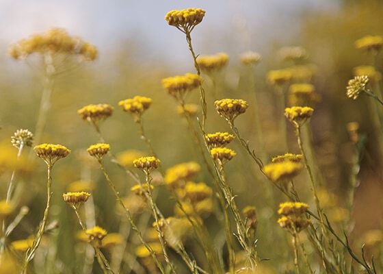 L'APPROVISIONNEMENT DURABLE L'OCCITANE