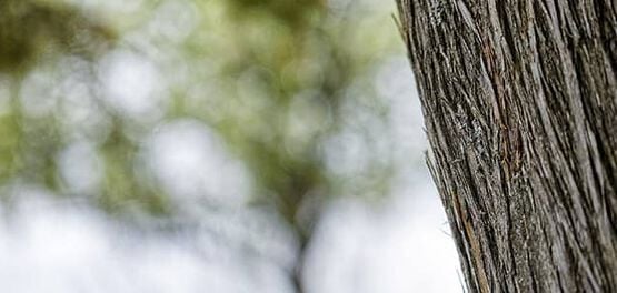arbre cade