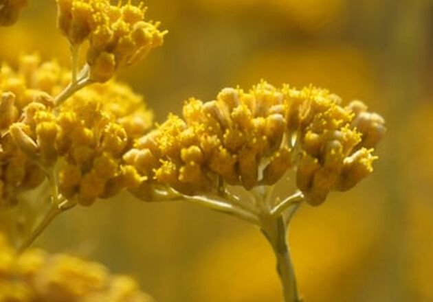 L'ingr&eacute;dient Immortelle 