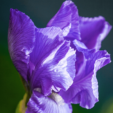 Extrait d'Iris