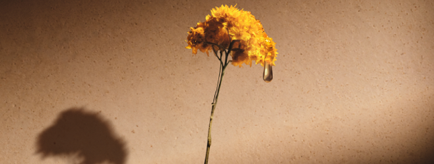 D&eacute;couvrez toutes nos collections &agrave; la fleur d'Immortelle