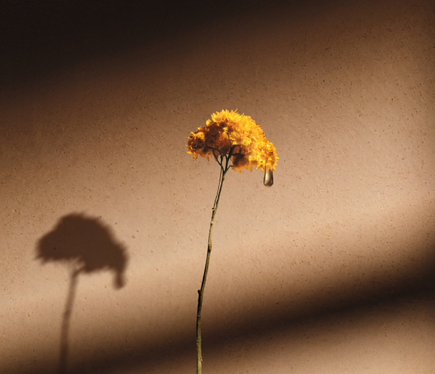 D&eacute;couvrez toutes nos collections &agrave; la fleur d'Immortelle