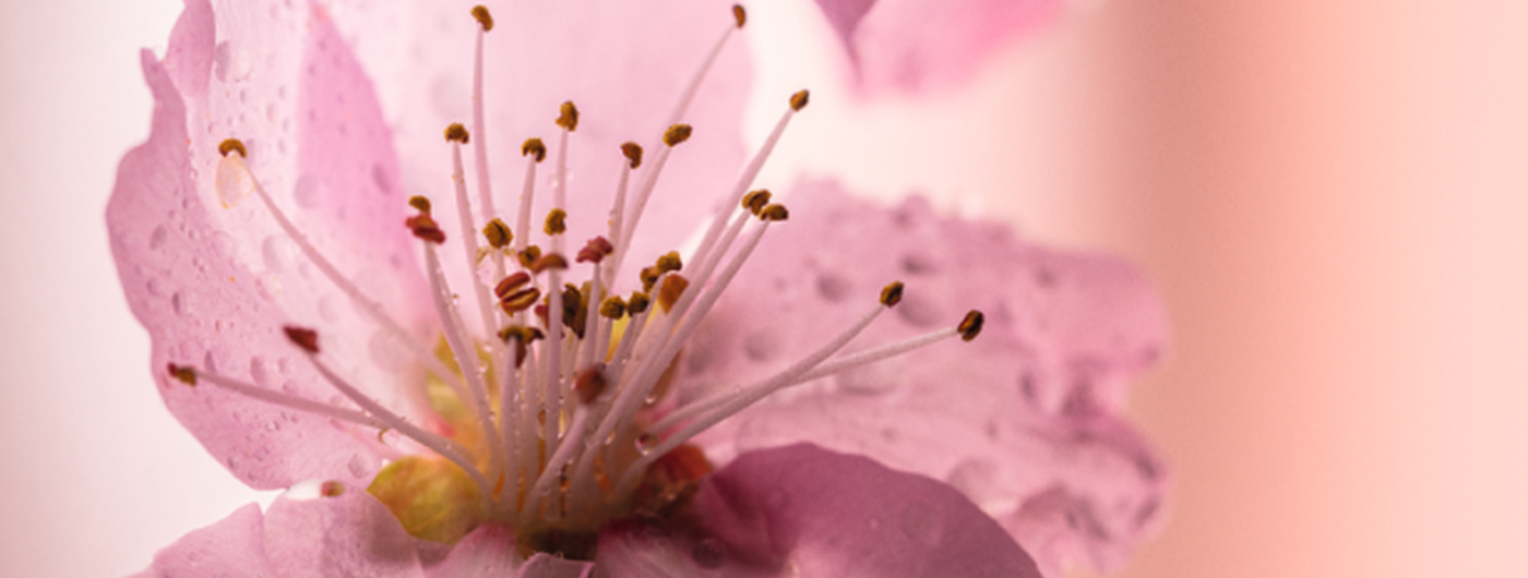 Fleurs de Cerisier