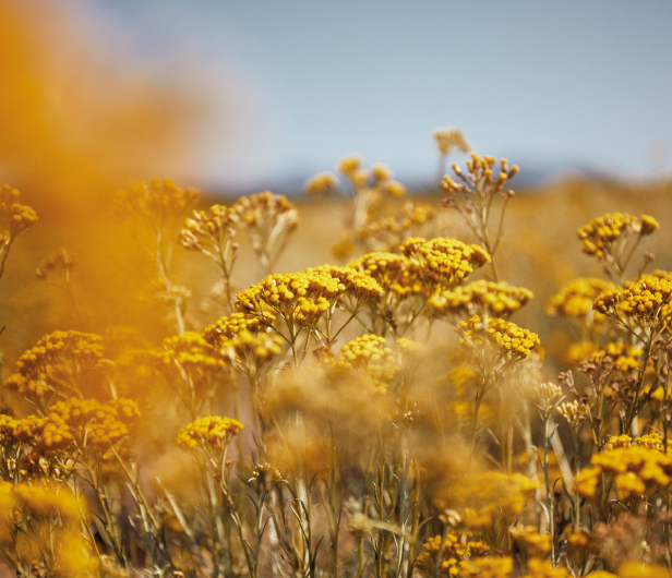 Immortelle