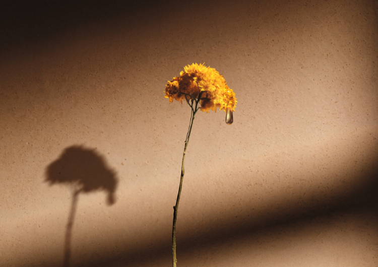 D&eacute;couvrez toutes nos collections &agrave; la fleur d'Immortelle
