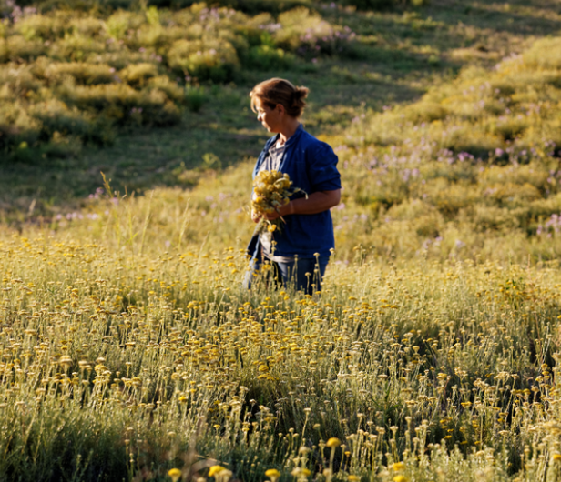 Immortelle