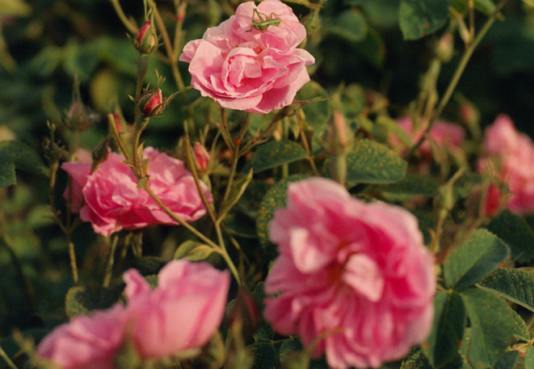 Rose
