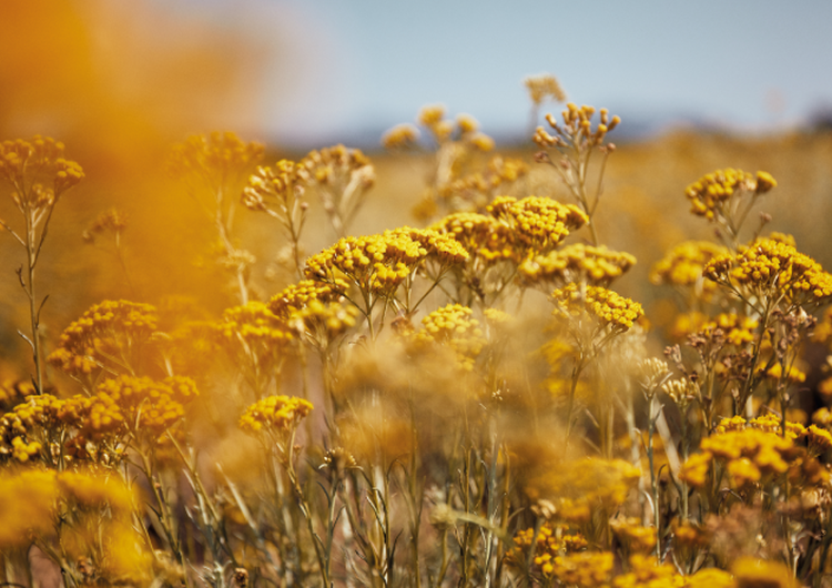 Immortelle