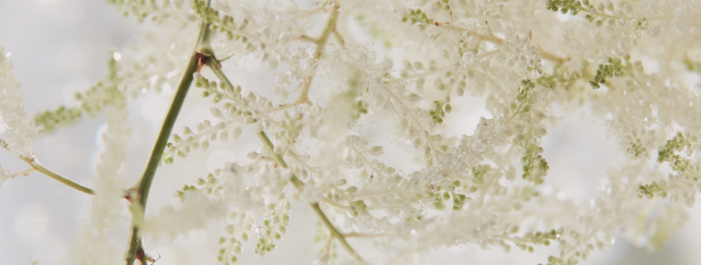 L'Extrait de M&ucirc;rier Blanc