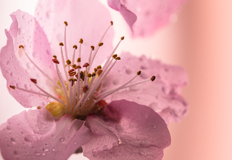 Fleurs de Cerisier