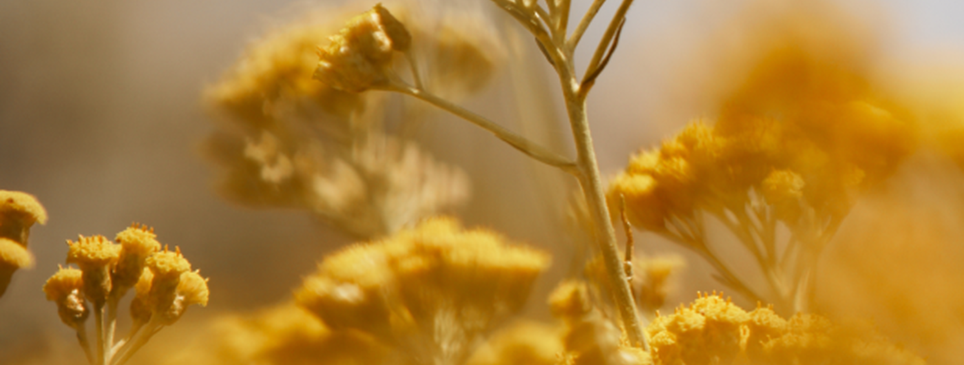 L'histoire de l'Immortelle