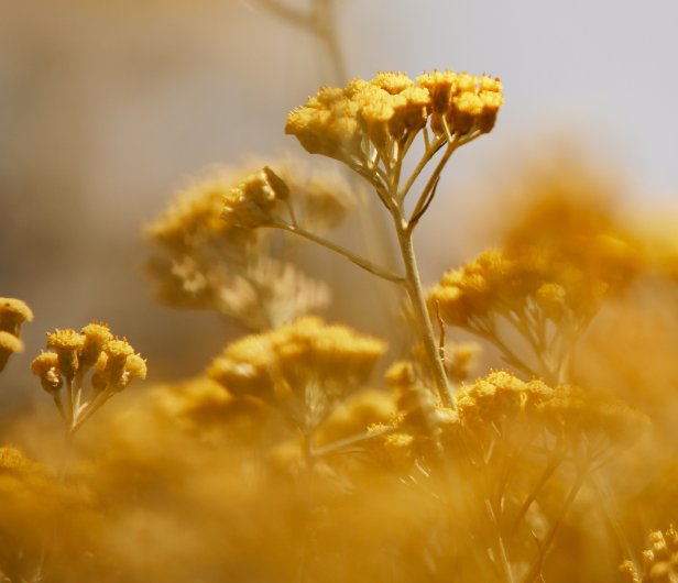 L'histoire de l'Immortelle