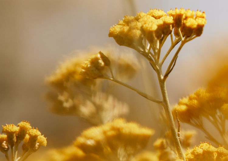 L'histoire de l'Immortelle