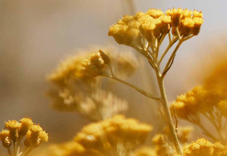 L'histoire de l'Immortelle
