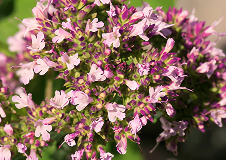 L'extrait de Marjoram