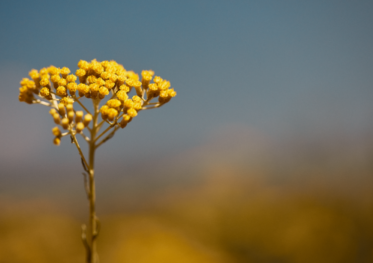 Immortelle